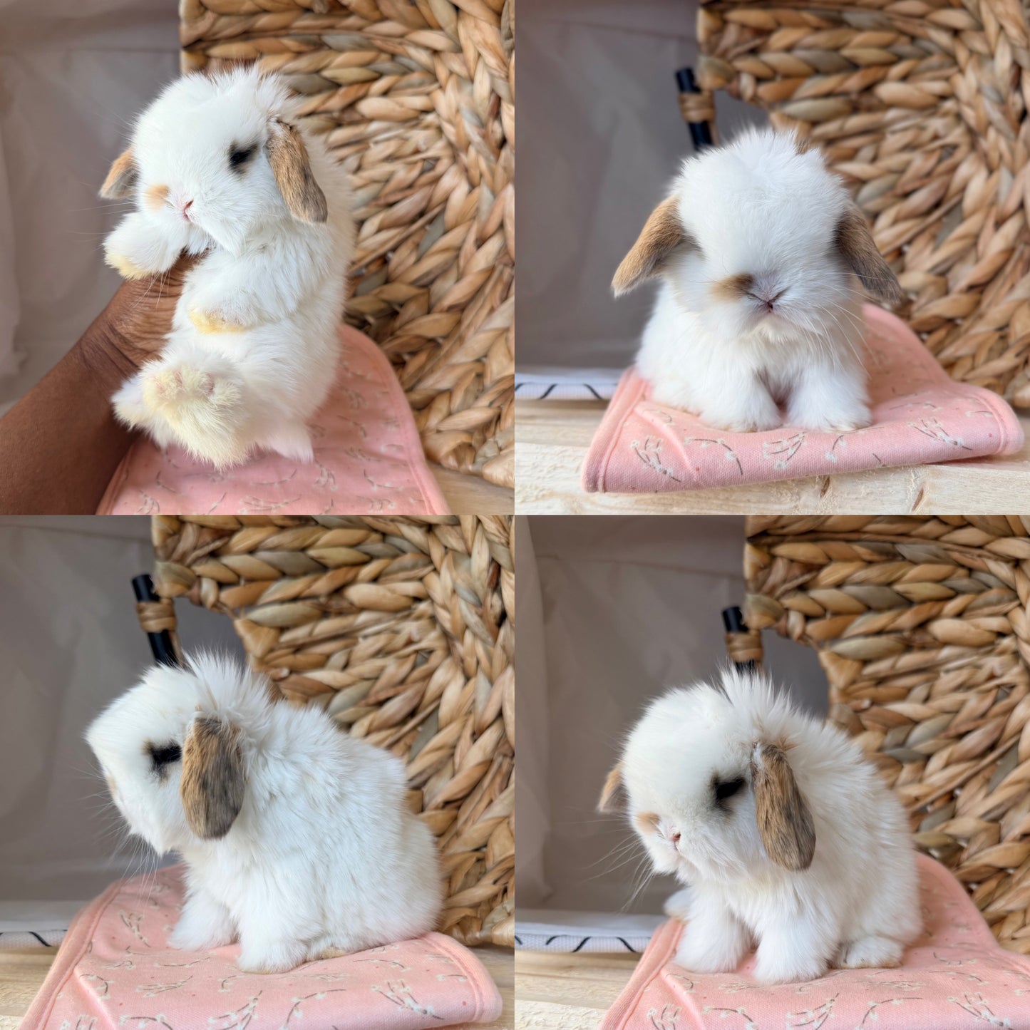 Holland Lop Bunny #2