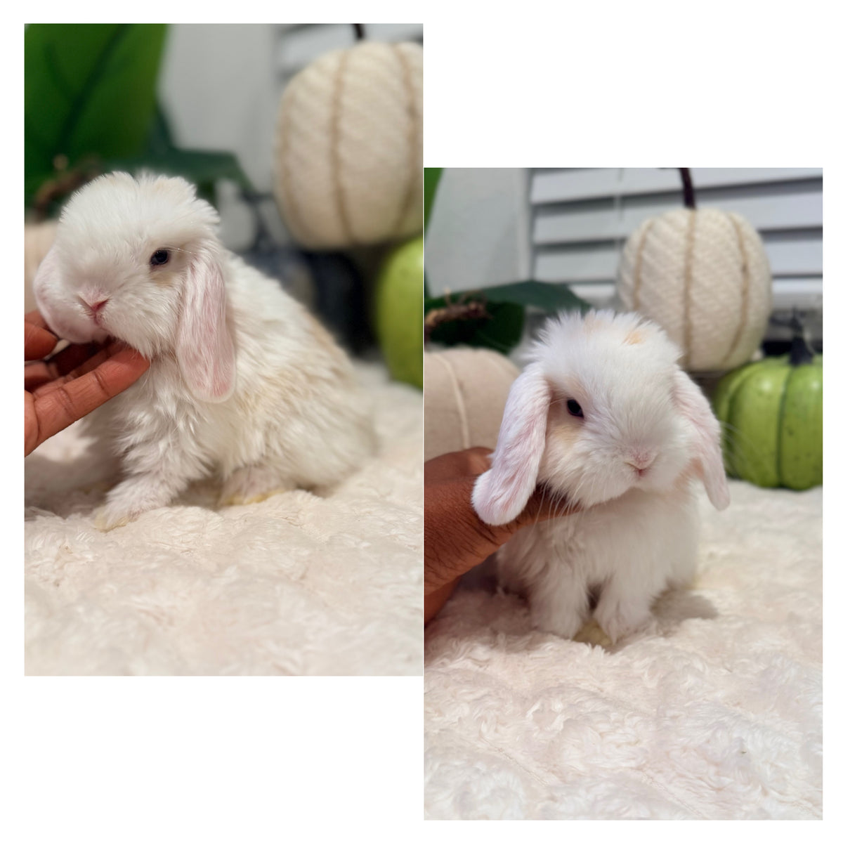 Holland Lop Bunny #13