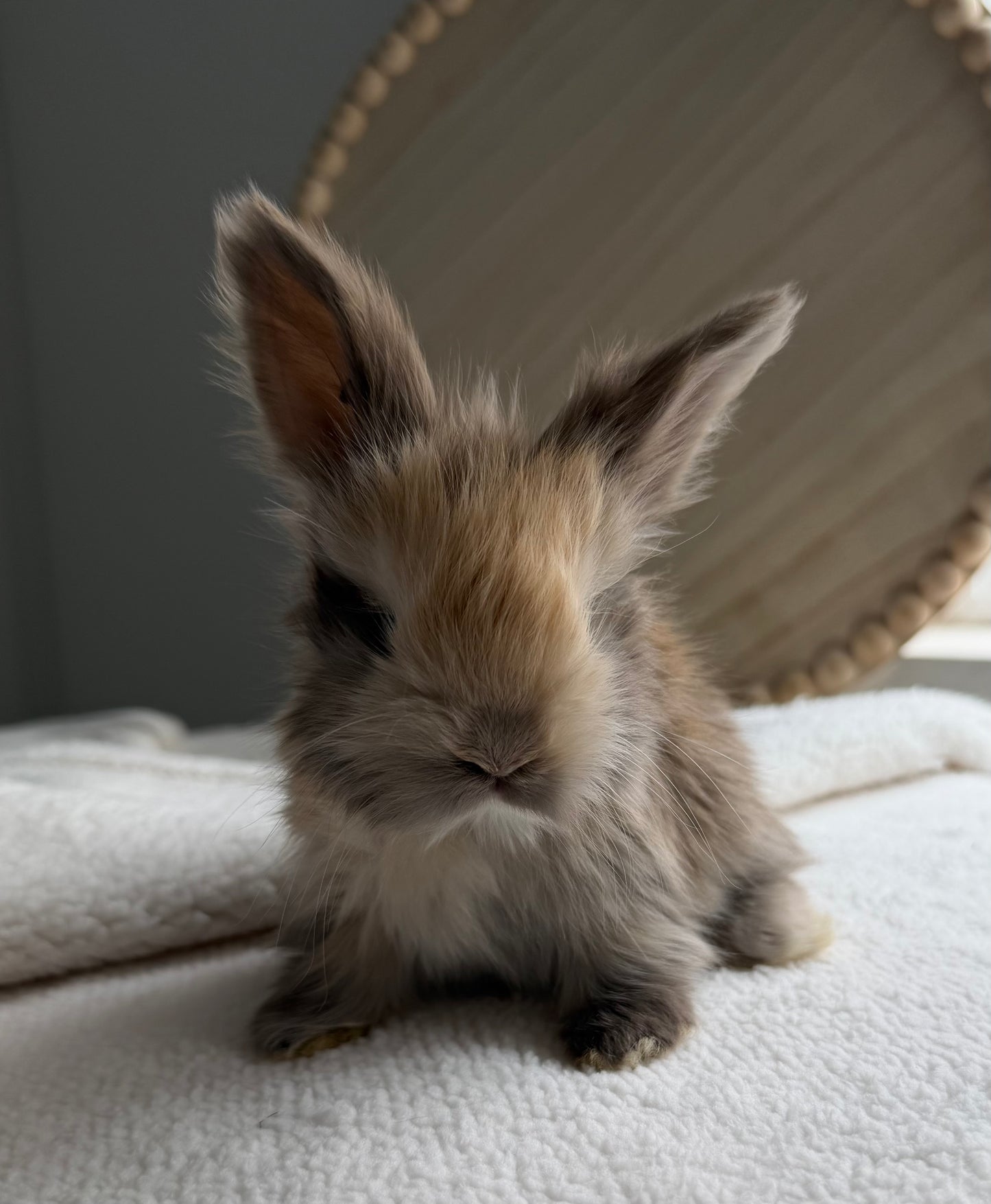 English Angoras - (Ready To Reserve)