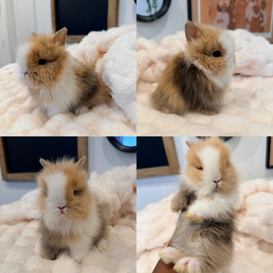 Lionhead Bunny #4