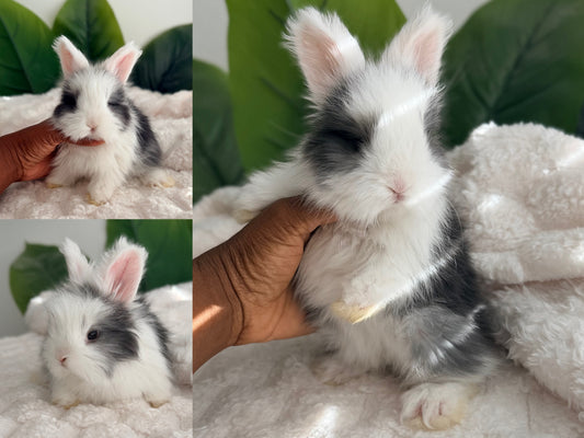 Full Face English Angora #5