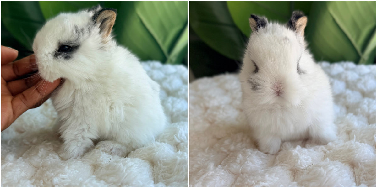 Netherland Dwarf Bunny #3