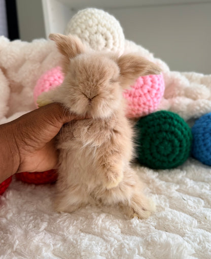 Teddywidder Bunny #3