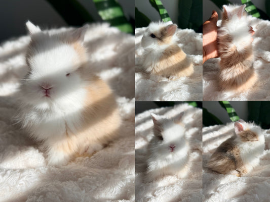 Lionhead Bunny #1