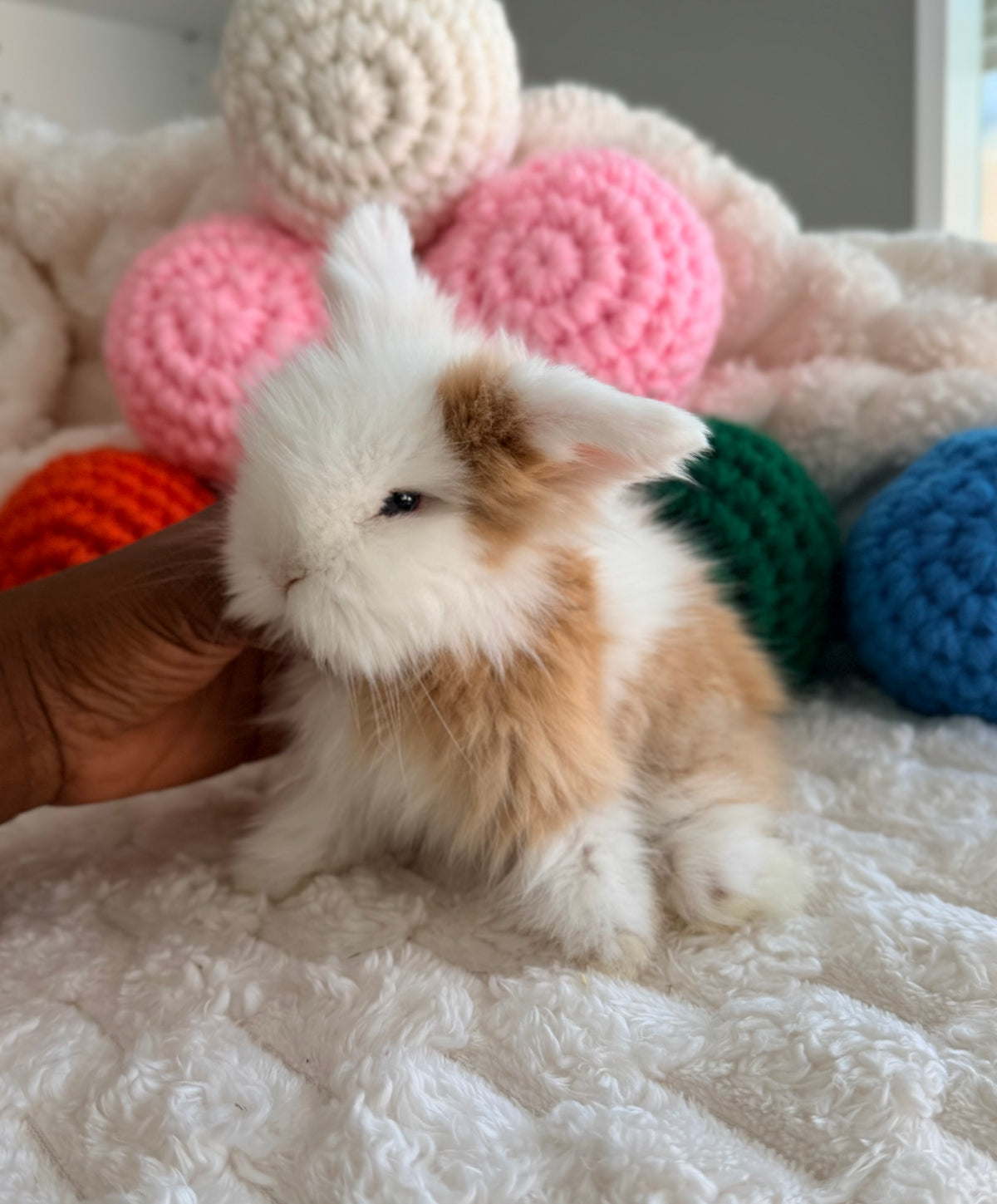 Teddywidder Bunny #2