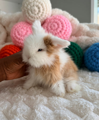 Teddywidder Bunny #2