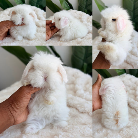 Holland Lop #6