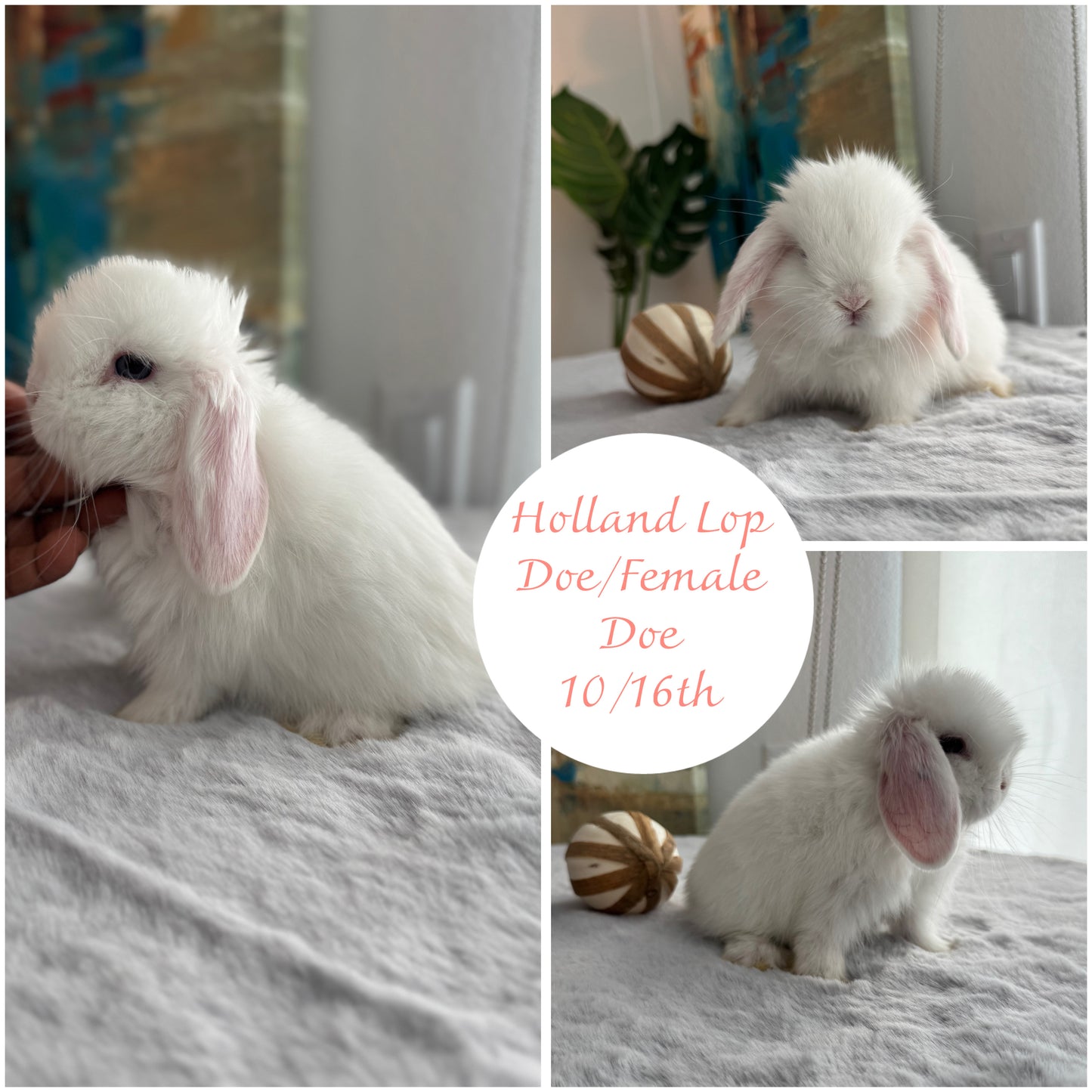 Holland Lops - (Ready To Reserve)