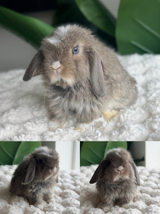 Holland Lop Bunny #4