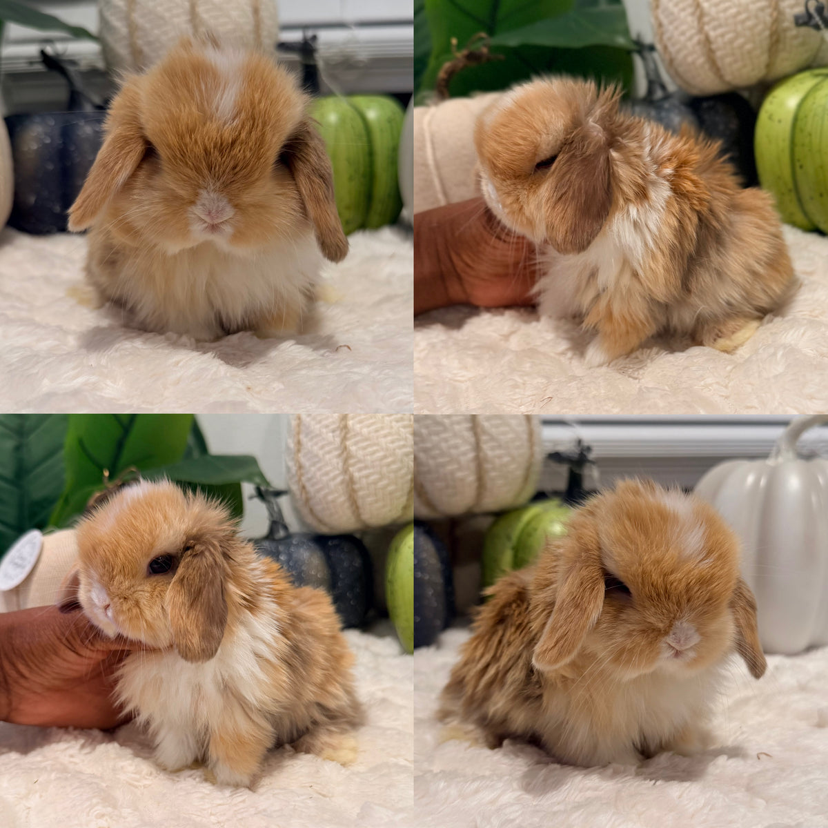 Holland Lop Bunny #12 *RESERVED*