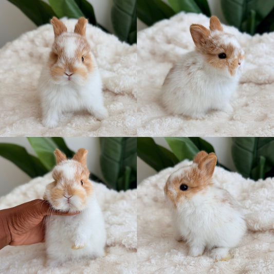 Netherland Dwarf #7