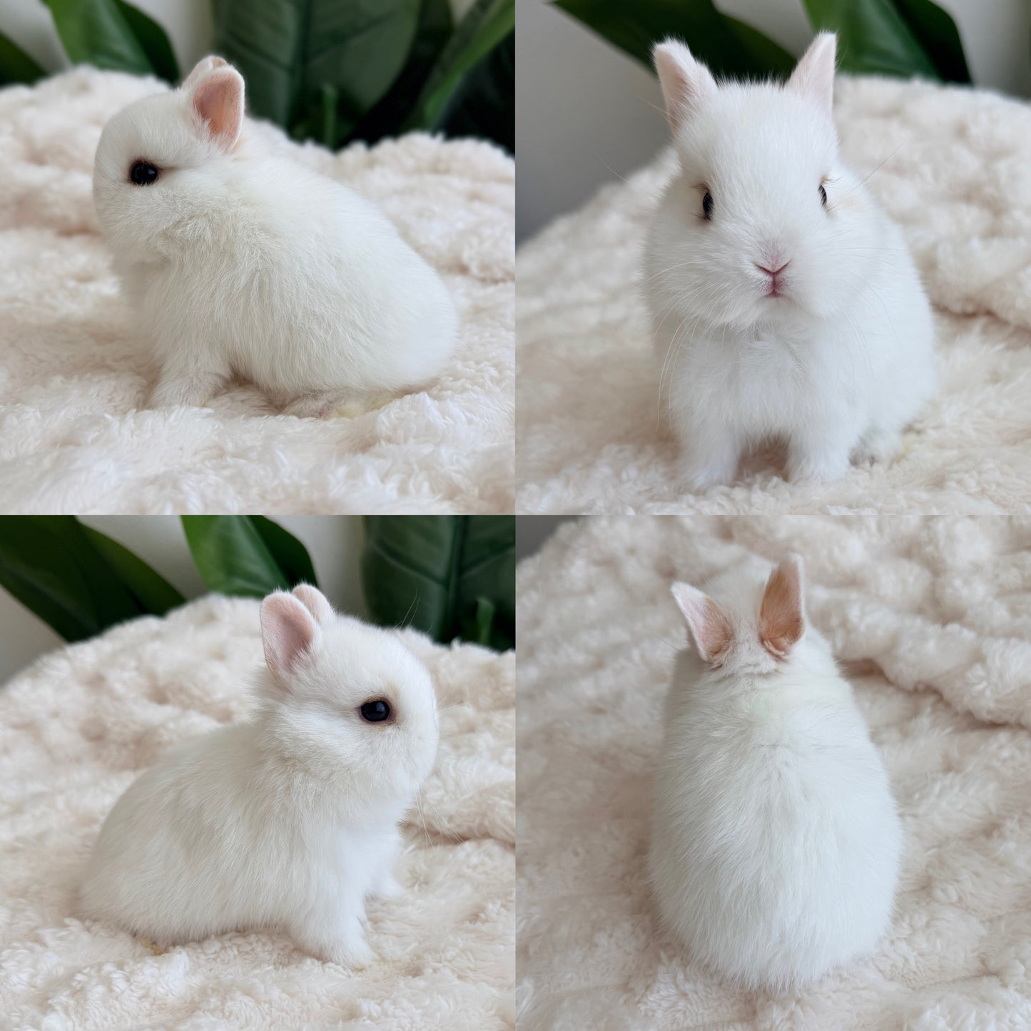 Netherland Dwarf #4