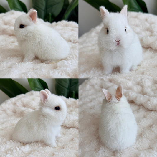 Netherland Dwarf #4