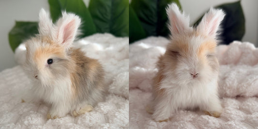 Full Face English Angora Bunny #1
