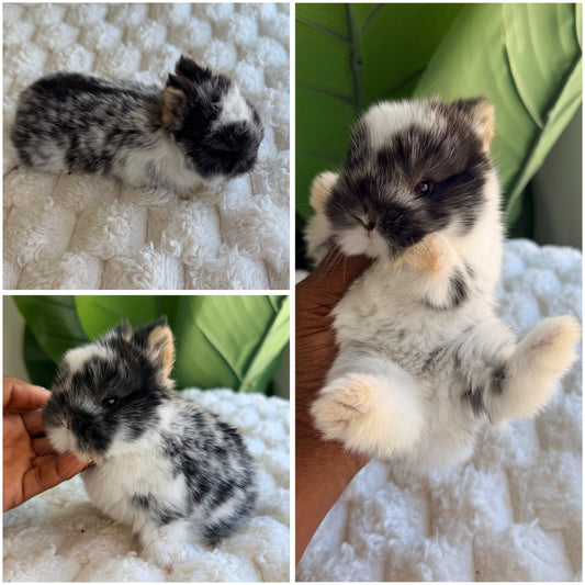 Netherland Dwarf Bunny - #1