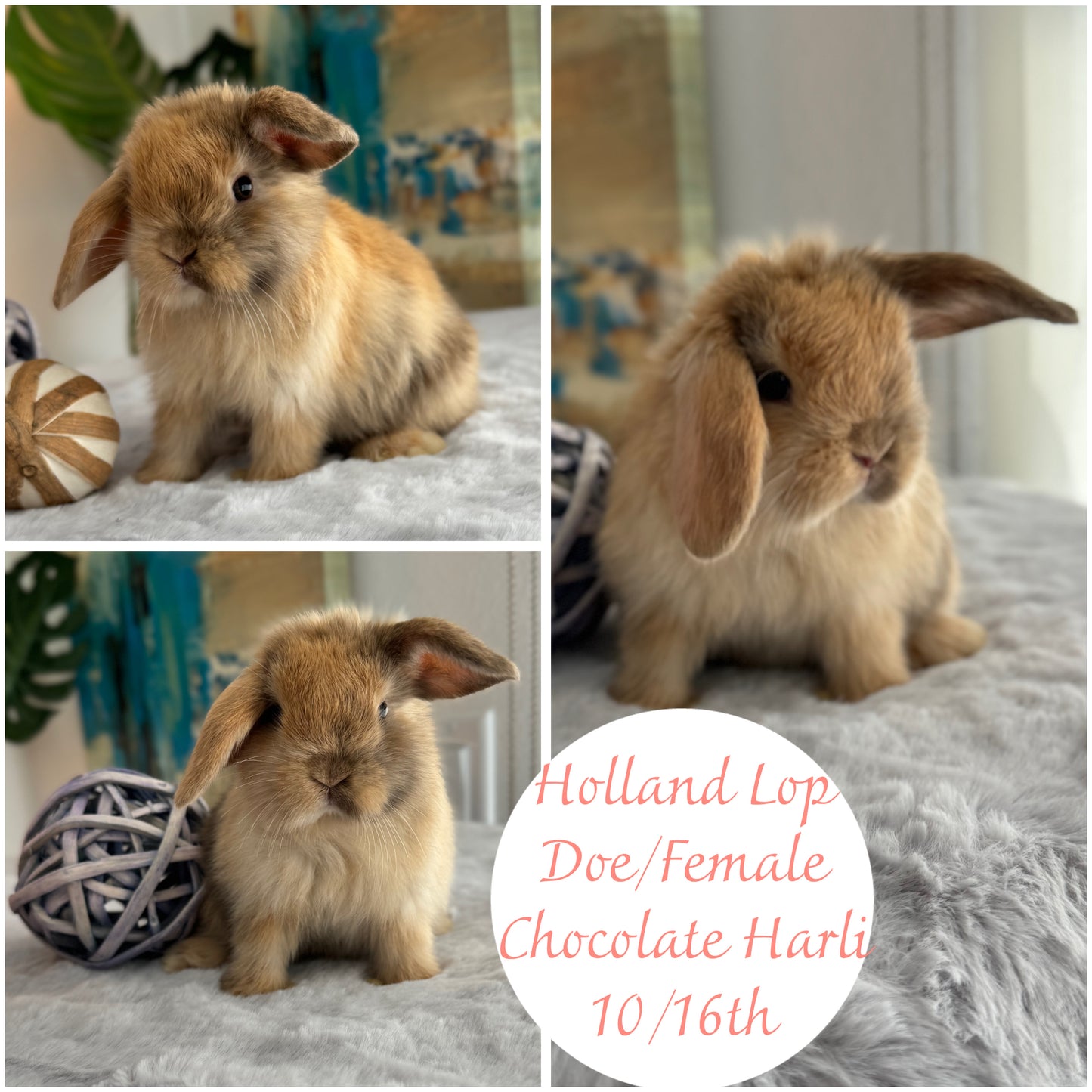 Holland Lops - (Ready To Reserve)