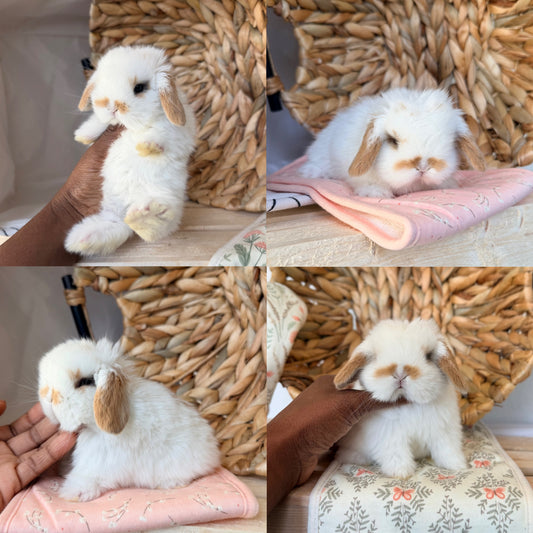 Holland Lop Bunny #1