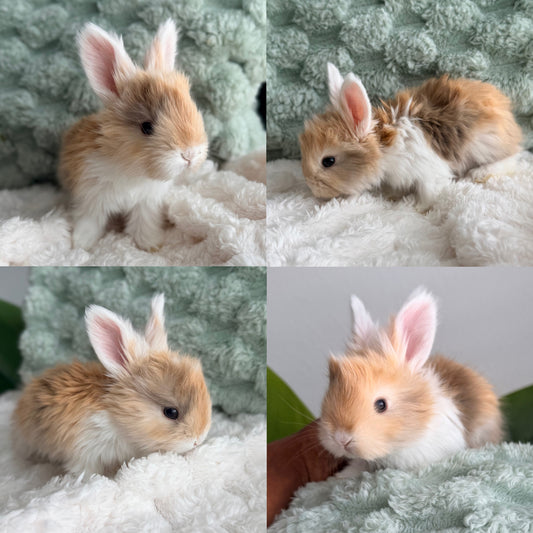 Full Face English Angora #7