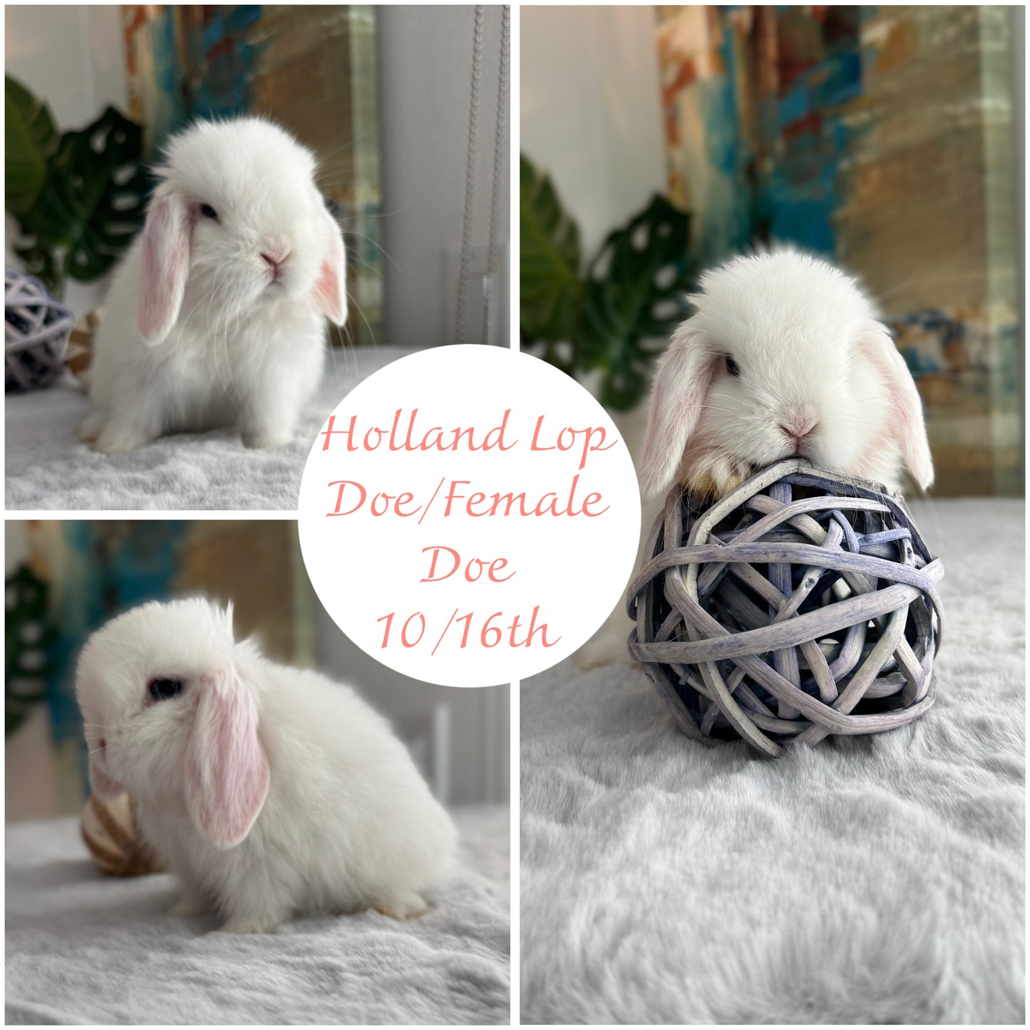 Holland Lops - (Ready To Reserve)