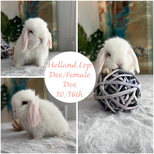 Holland Lops - (Ready To Reserve)