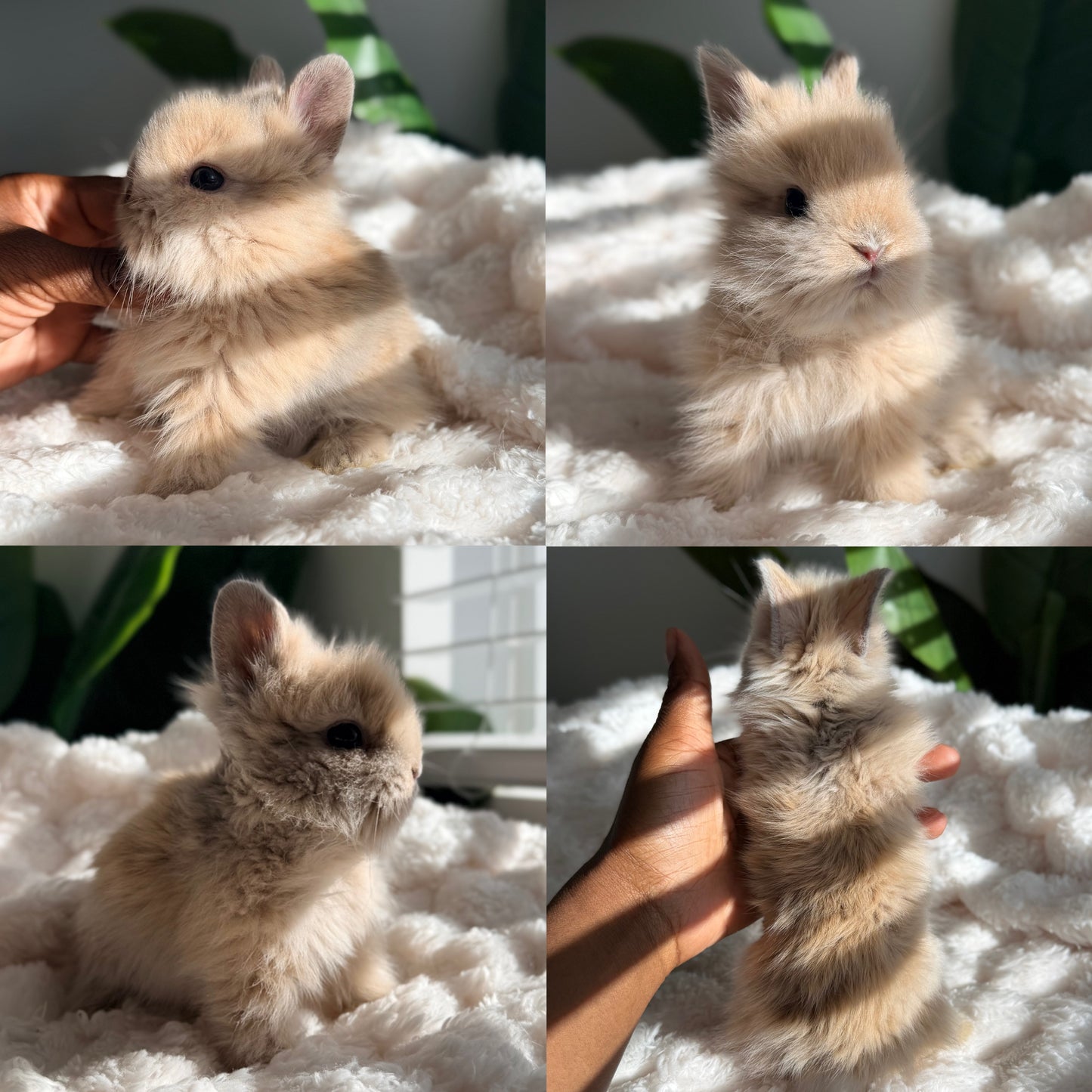 Lionhead Bunny #2