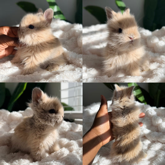 Lionhead Bunny #2