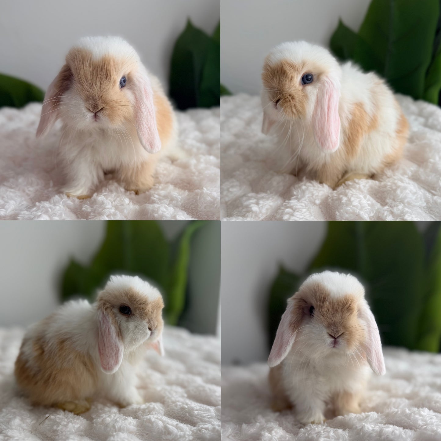 Holland Lop Bunny #9