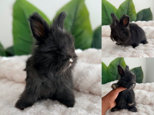 Full Face English Angora Bunny #3