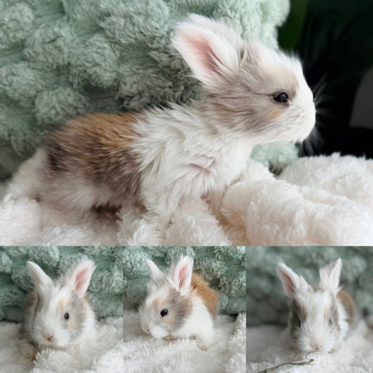 Full Face English Angora Bunny #6