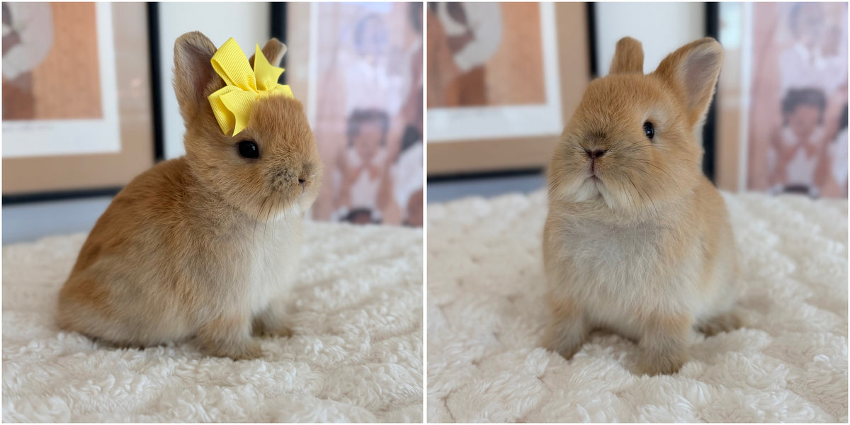 Netherland Dwarf #4