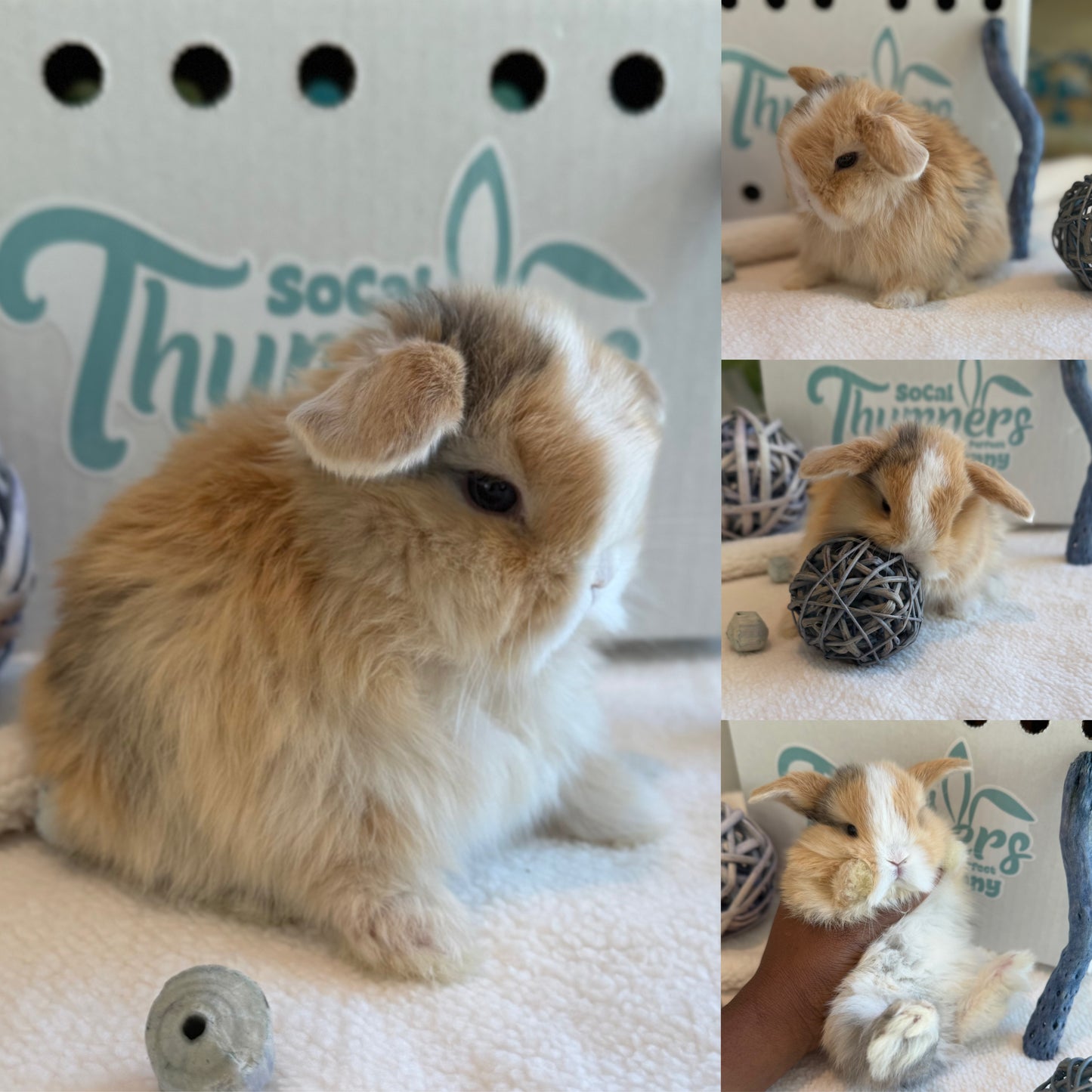 Holland Lops - (Ready To Reserve)