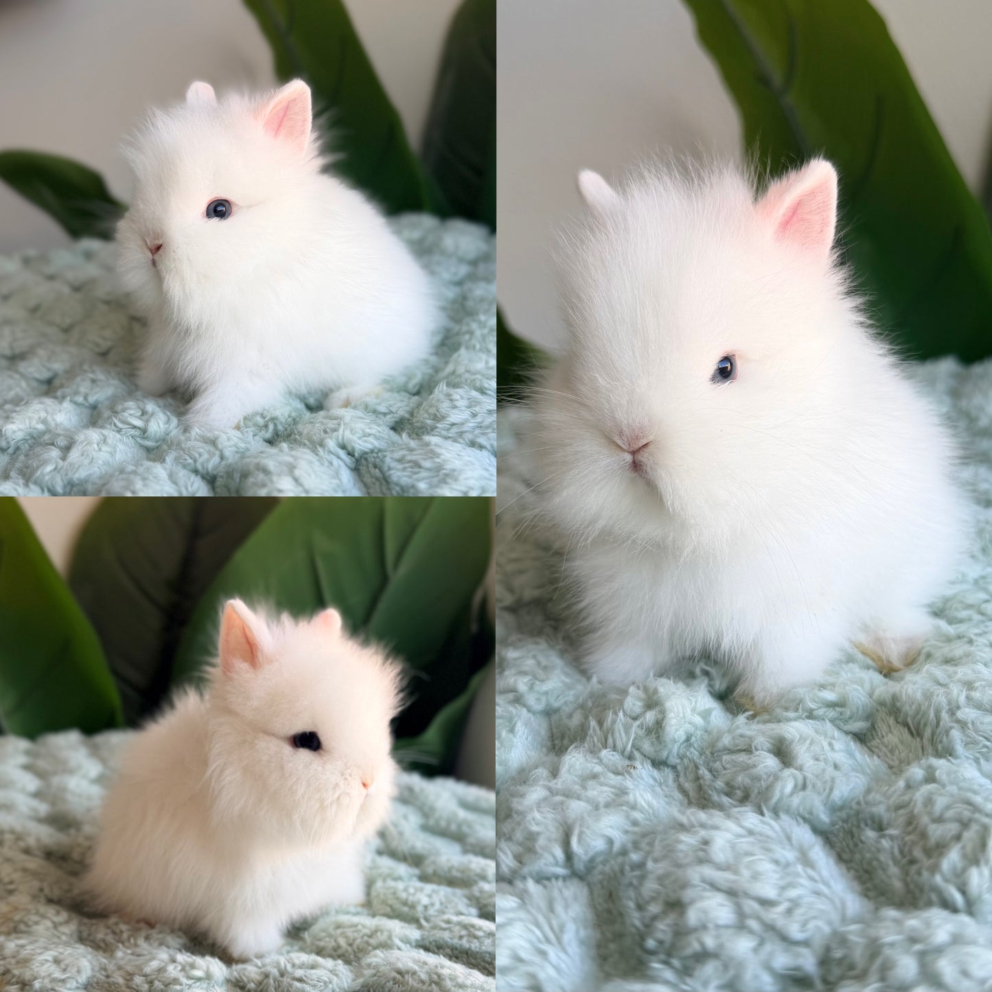 Lionhead Bunny #4