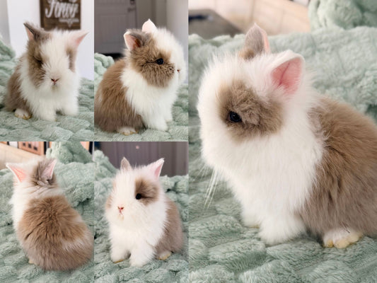 Lionhead Bunny #3