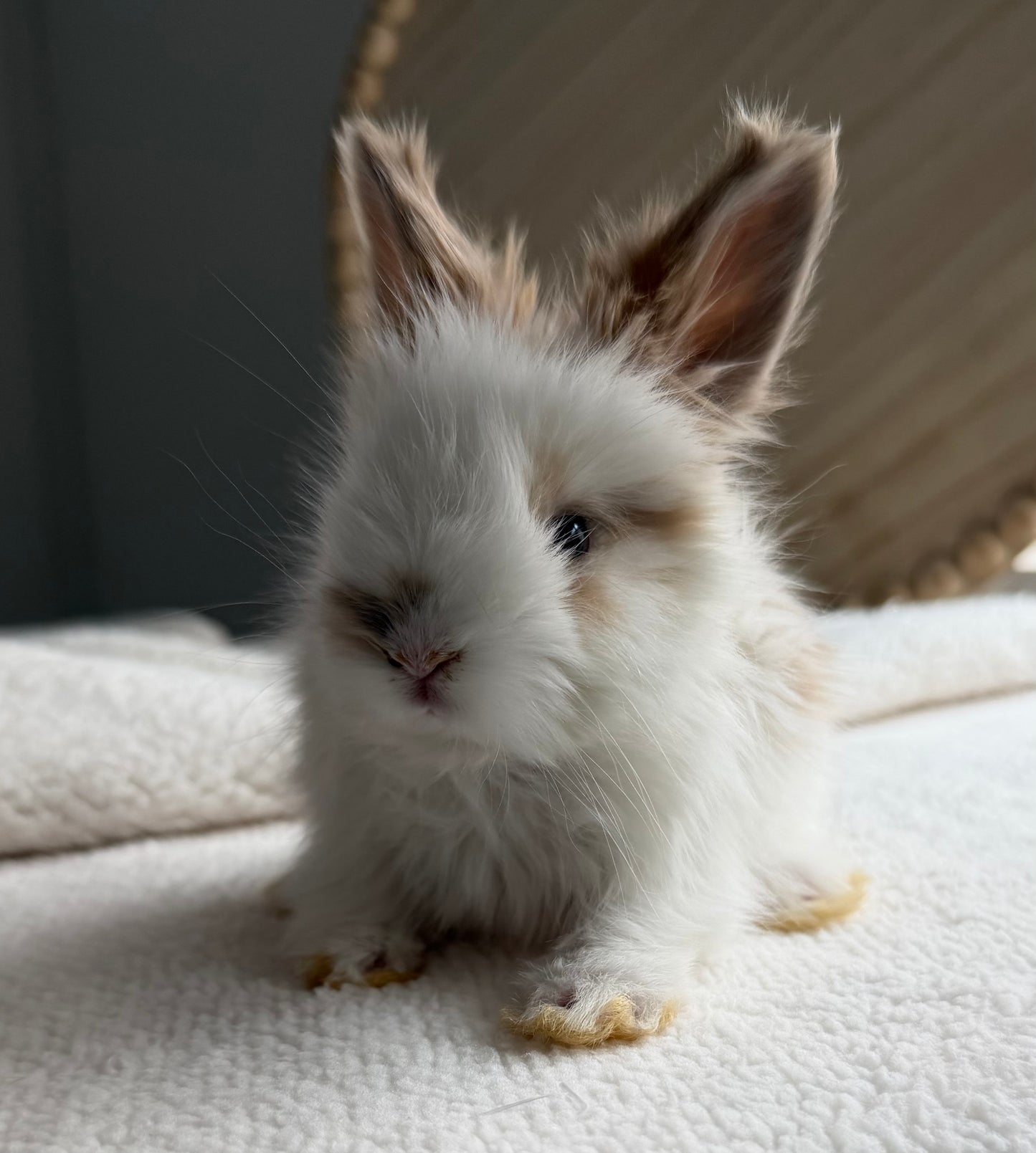 English Angoras - (Ready To Reserve)