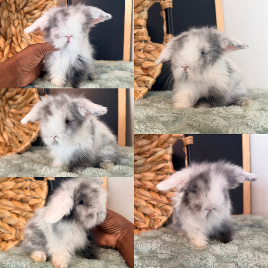 Teddywidder Bunny - #1