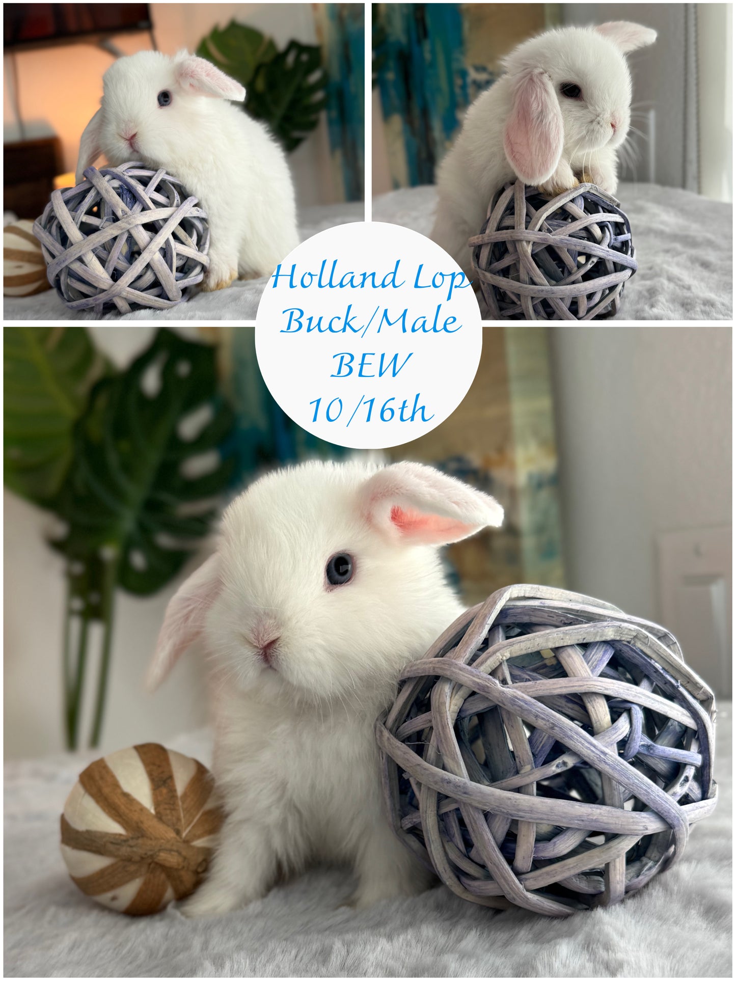 Holland Lops - (Ready To Reserve)