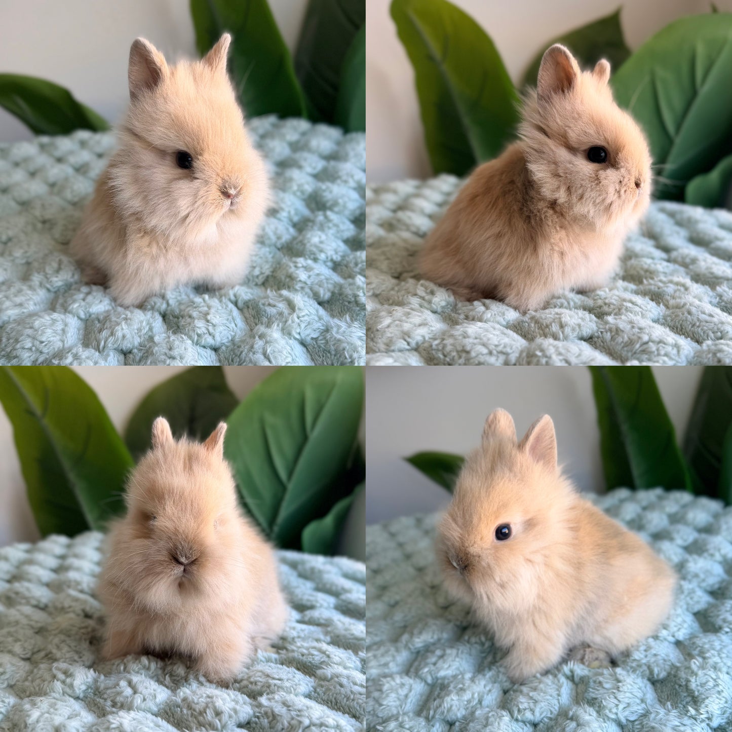 Lionhead Bunny #2
