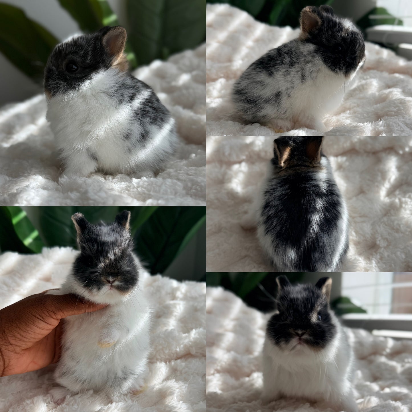 Netherland Dwarf Bunny - #1