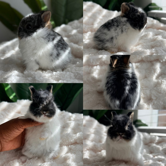 Netherland Dwarf Bunny - #1