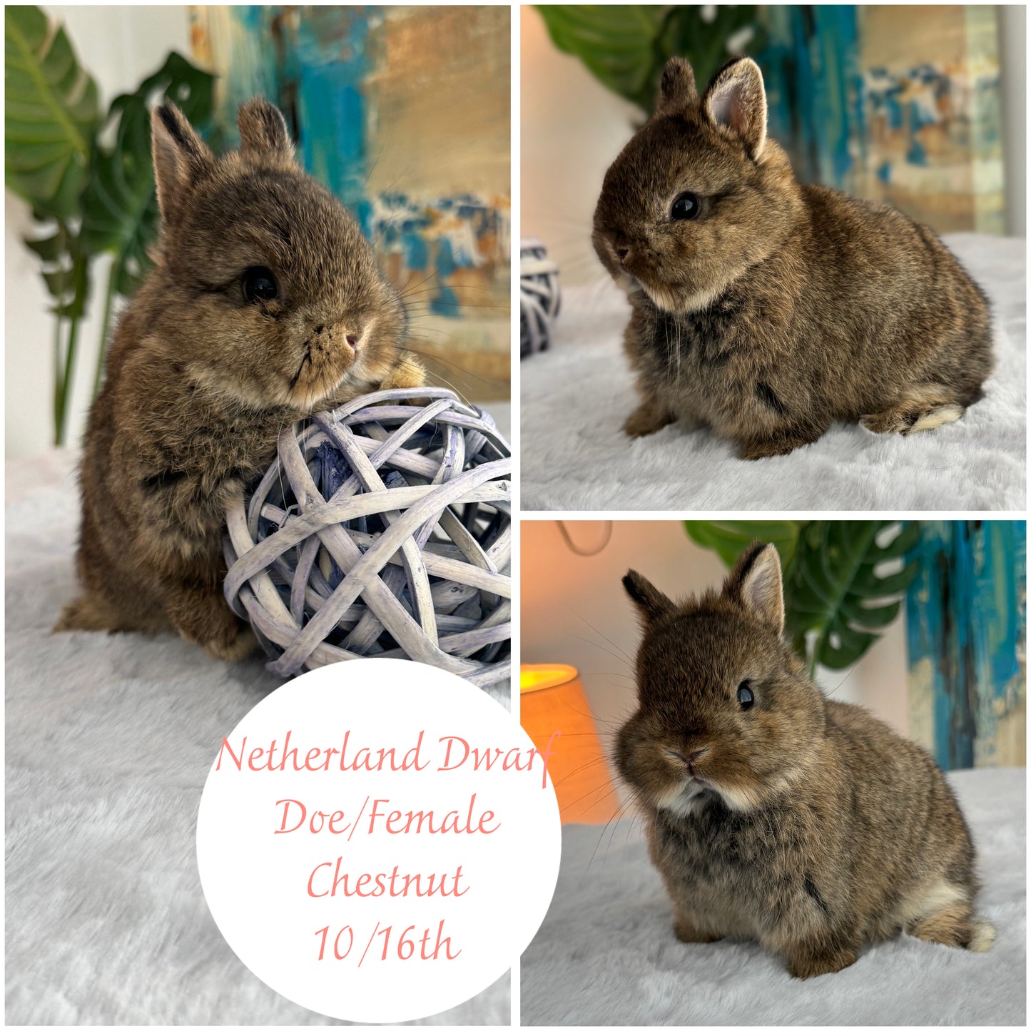 Netherland Dwarfs (ready to reserve)