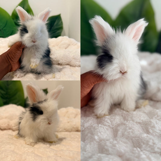 Full Face English Angora Bunny #2