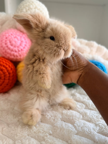 Teddywidder Bunny #3