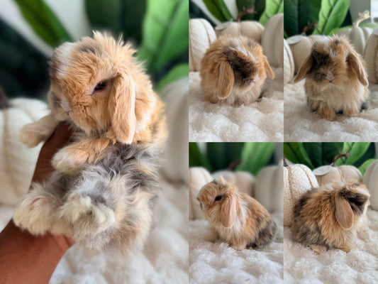 Holland Lop Bunny #1