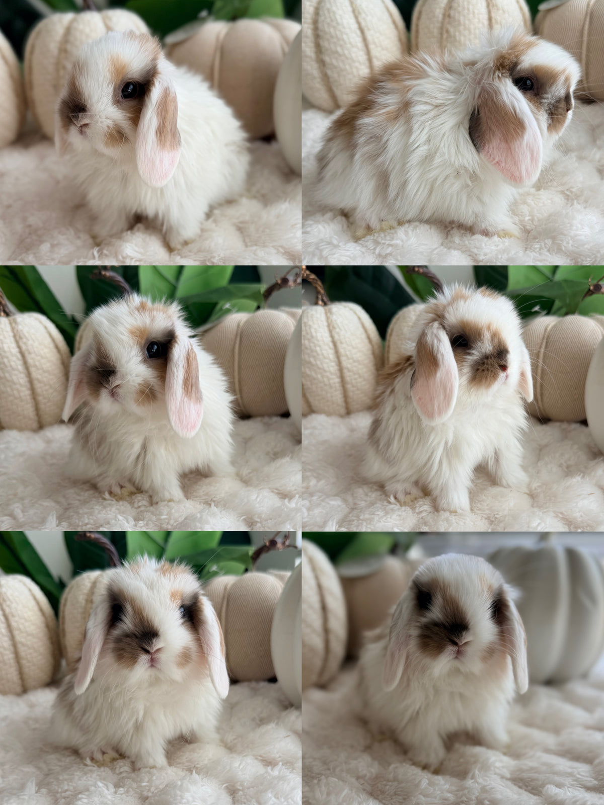Holland Lop Bunny #5