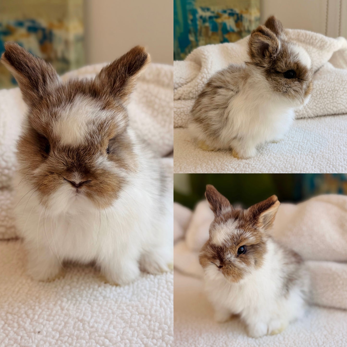 Netherland Dwarf Bunny - #2