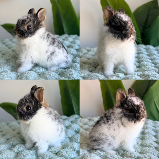 Netherland Dwarf Bunny - #1