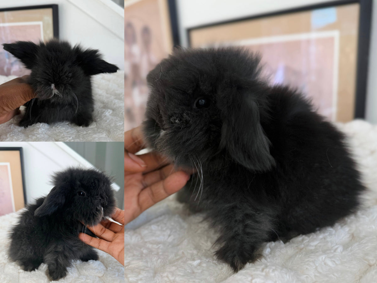 Teddywidder Bunny #4