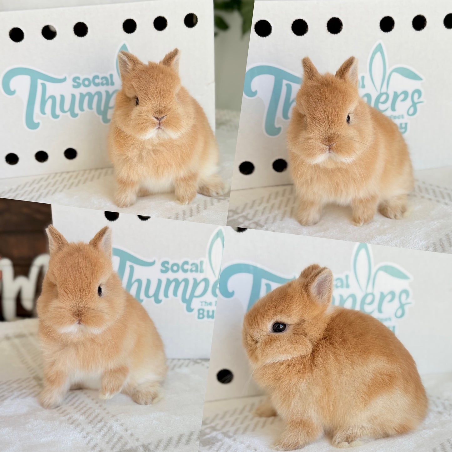 Netherland Dwarfs - (Ready To Reserve)