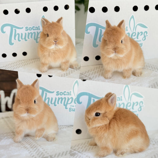 Netherland Dwarfs - (Ready To Reserve)