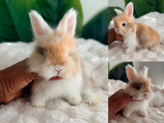 Full Face English Angora #7